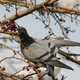 Photo: AP (I hope this pigeon eating berries in Ankara, Turkey illustrates my point well enough.)